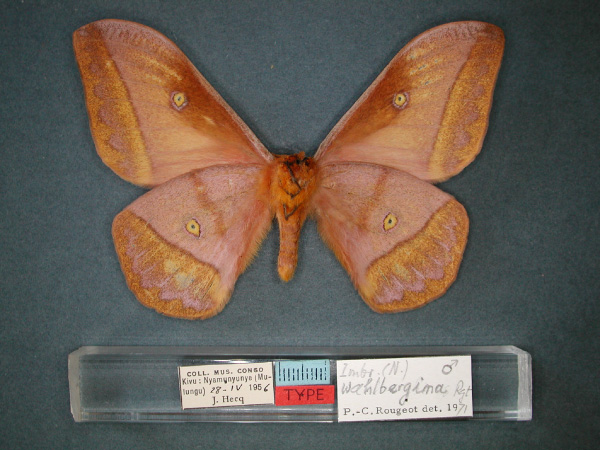 /filer/webapps/moths/media/images/W/wahlbergina_Nudaurelia_HT_RMCA_02.jpg