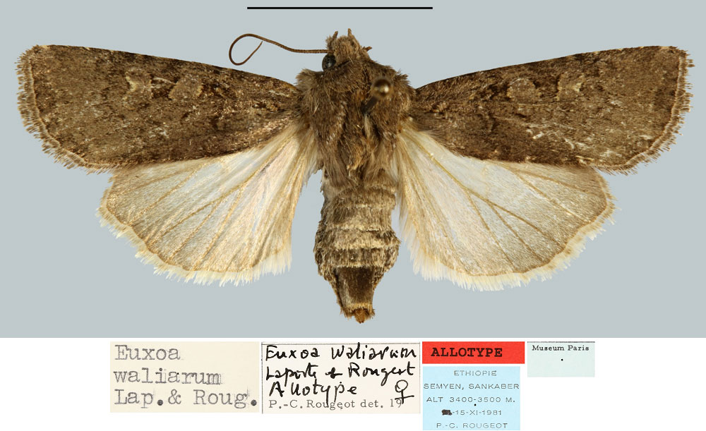 /filer/webapps/moths/media/images/W/waliarum_Euxoa_AT_MNHN.jpg