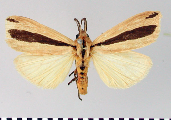 /filer/webapps/moths/media/images/W/walkeri_Spilosoma_AM_SNHM.jpg