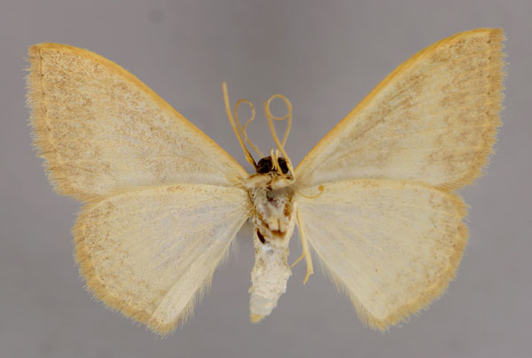 /filer/webapps/moths/media/images/W/walkeros_Scopula_A_ZSM_02.jpg