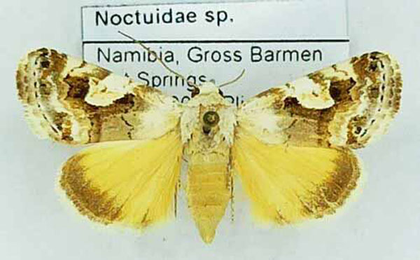 /filer/webapps/moths/media/images/W/wallengreni_Acontia_AF_Ebay.jpg
