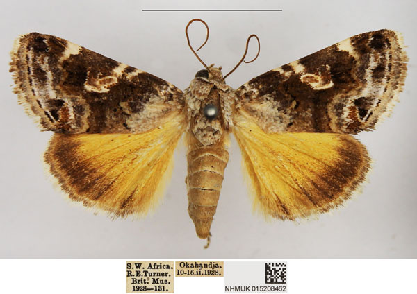 /filer/webapps/moths/media/images/W/wallengreni_Acontia_AF_NHMUK.jpg
