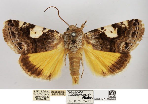 /filer/webapps/moths/media/images/W/wallengreni_Acontia_AM_NHMUK_02.jpg