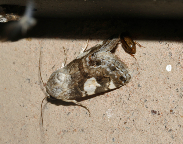 /filer/webapps/moths/media/images/W/wallengreni_Acontia_A_Roland_01.jpg