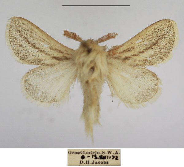 /filer/webapps/moths/media/images/W/wallengreni_Beralade_AM_TMSA_02.jpg