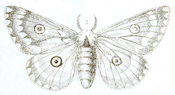 /filer/webapps/moths/media/images/W/wallengrenii_Saturnia_HT_Felder_6-2.jpg
