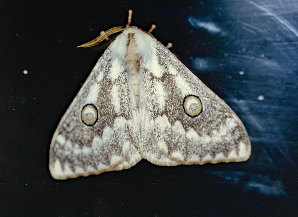 /filer/webapps/moths/media/images/W/wallengrenii_Usta_A_Roland_02.jpg