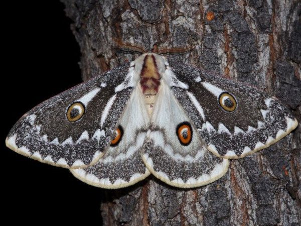 /filer/webapps/moths/media/images/W/wallengrenii_Usta_A_Sondergaard.jpg