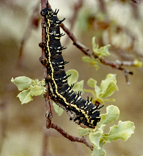 /filer/webapps/moths/media/images/W/wallengrenii_Usta_C_Roland_01.jpg