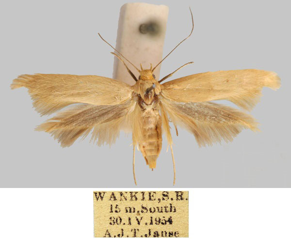 /filer/webapps/moths/media/images/W/wankiensis_Scythris_HT_TMSA_8MlBtHI.jpg
