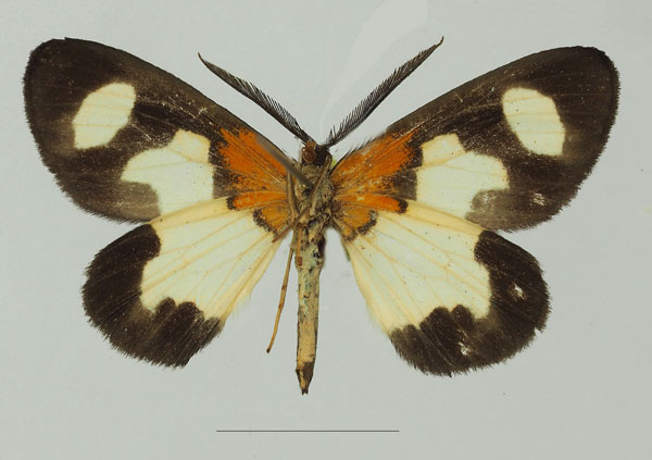 /filer/webapps/moths/media/images/W/wardi_Terina_AM_Basquinb.jpg