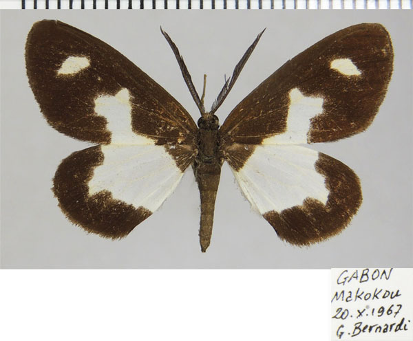 /filer/webapps/moths/media/images/W/wardi_Terina_AM_ZSMa.jpg