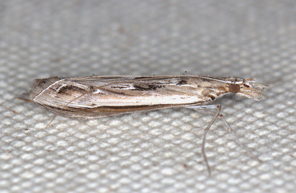 /filer/webapps/moths/media/images/W/warreni_Euclasta_A_Heyns.jpg