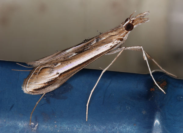 /filer/webapps/moths/media/images/W/warreni_Euclasta_A_Roland_01.jpg