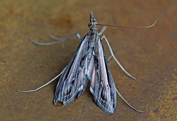 /filer/webapps/moths/media/images/W/warreni_Euclasta_A_Voaden.jpg
