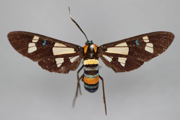 /filer/webapps/moths/media/images/W/wasinica_Euchromia_HT_BMNH.jpg