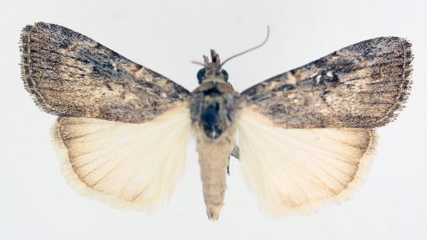 /filer/webapps/moths/media/images/W/waterbergensis_Hypotacha_A_TMSA_01.jpg