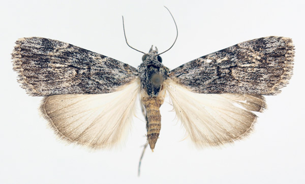 /filer/webapps/moths/media/images/W/waterbergensis_Hypotacha_A_TMSA_02.jpg