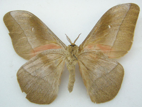 /filer/webapps/moths/media/images/W/waterloti_Nudaurelia_PTM_NHMUKb.jpg