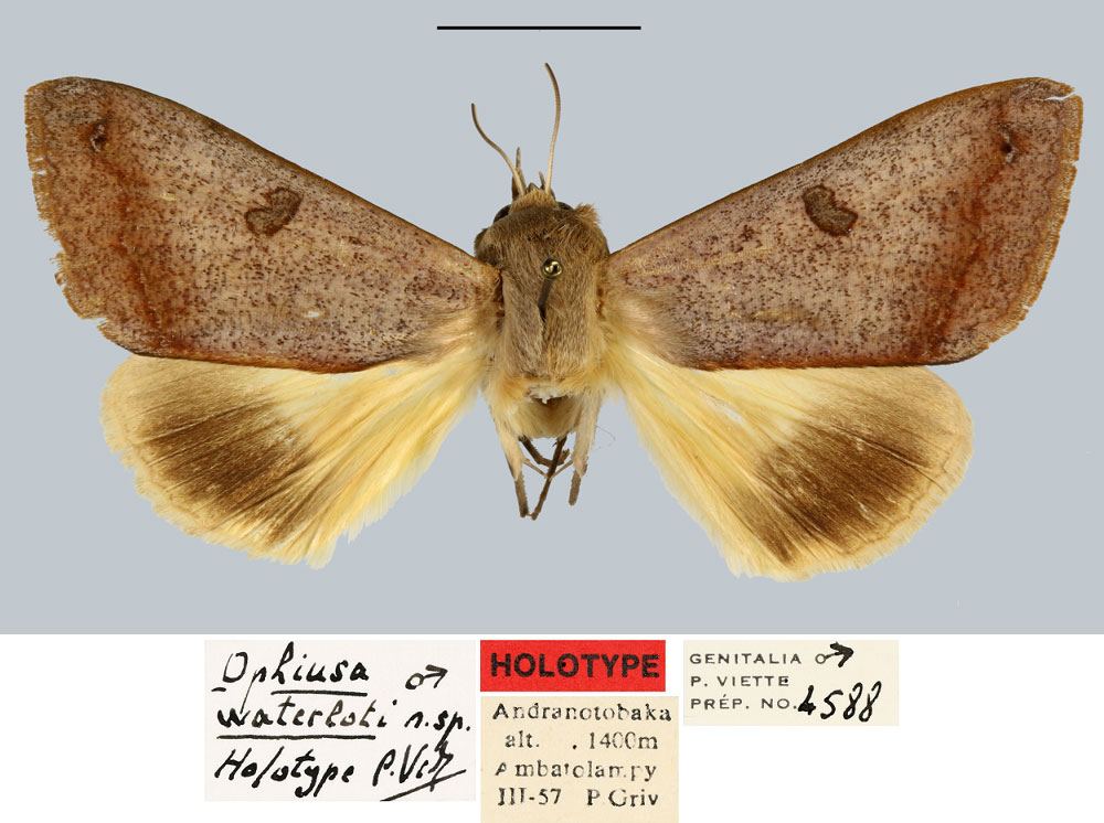 /filer/webapps/moths/media/images/W/waterloti_Ophiusa_HT_MNHN.jpg