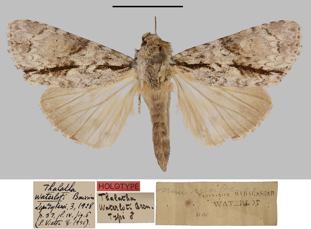 /filer/webapps/moths/media/images/W/waterloti_Thalatha_HT_MNHN.jpg