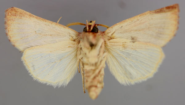 /filer/webapps/moths/media/images/W/watersi_Diparopsis_A_RMCA_02.jpg