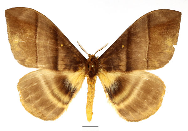 /filer/webapps/moths/media/images/W/watsoni_Hoplojana_AM_Basquin_01.jpg