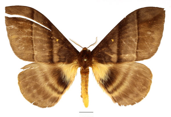 /filer/webapps/moths/media/images/W/watsoni_Hoplojana_AM_Basquin_02.jpg