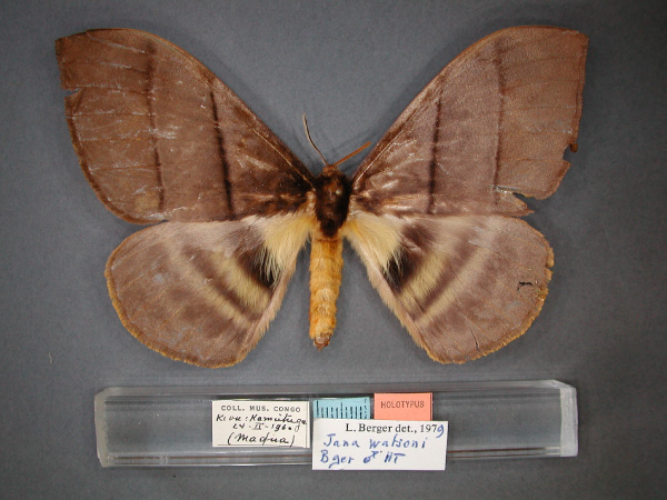 /filer/webapps/moths/media/images/W/watsoni_Hoplojana_HT_RMCA_01.jpg