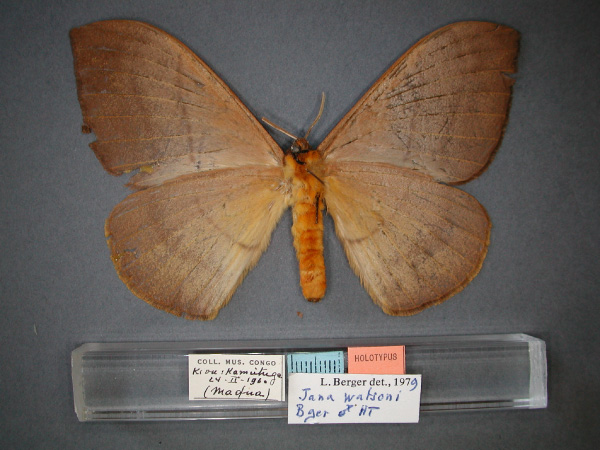 /filer/webapps/moths/media/images/W/watsoni_Hoplojana_HT_RMCA_02.jpg
