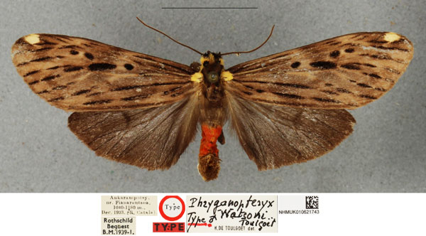 /filer/webapps/moths/media/images/W/watsoni_Phryganopteryx_HT_NHMUKa.jpg