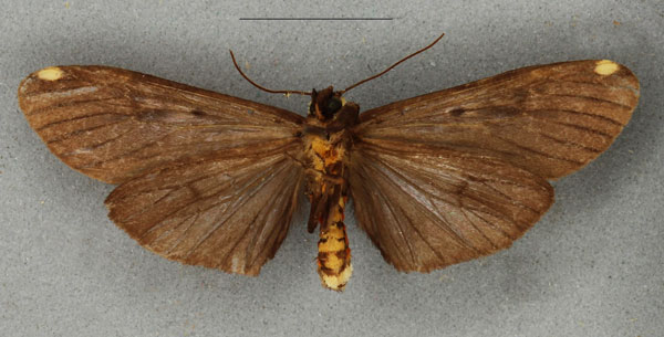 /filer/webapps/moths/media/images/W/watsoni_Phryganopteryx_HT_NHMUKb.jpg
