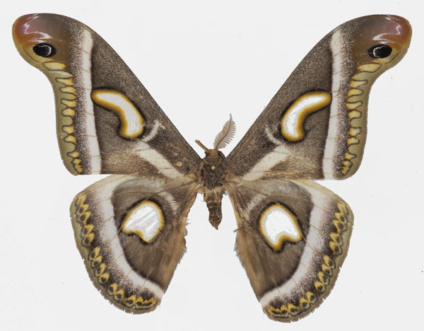/filer/webapps/moths/media/images/W/watulegei_Epiphora_AM_Basquin_01.jpg