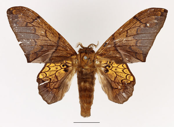 /filer/webapps/moths/media/images/W/weberi_Weberolegra_AF_Basquin.jpg