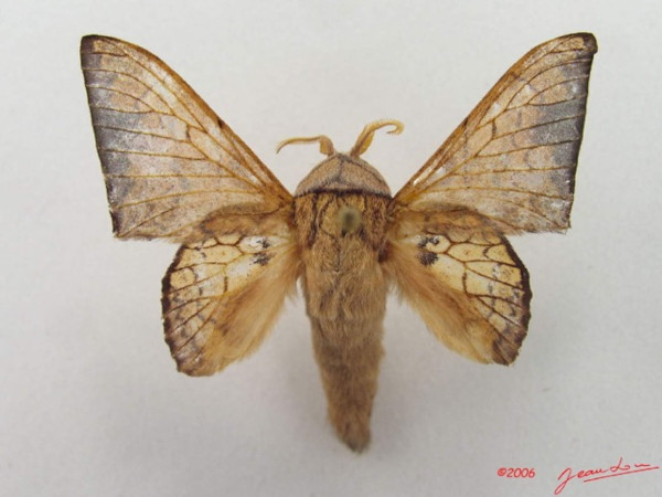 /filer/webapps/moths/media/images/W/weberi_Weberolegra_A_Alberta_01.jpg