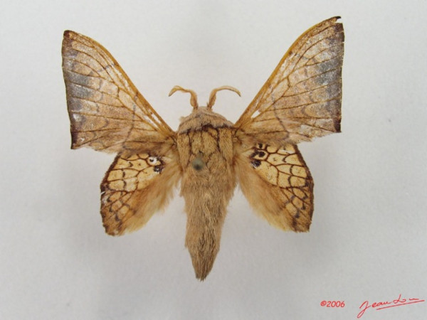 /filer/webapps/moths/media/images/W/weberi_Weberolegra_A_Alberta_02.jpg