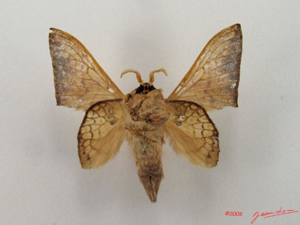/filer/webapps/moths/media/images/W/weberi_Weberolegra_A_Albertb_01.jpg