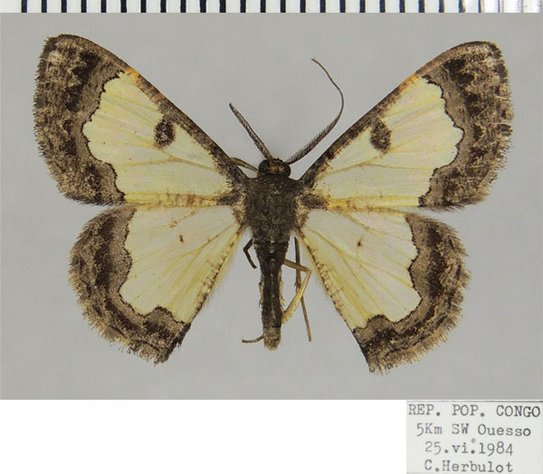 /filer/webapps/moths/media/images/W/weberi_Zamarada_AM_ZSM.jpg