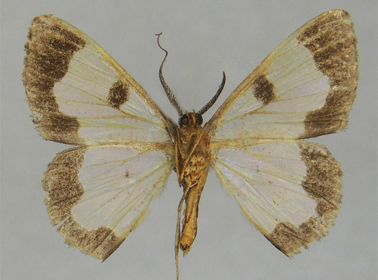 /filer/webapps/moths/media/images/W/weberi_Zamarada_PTM_ZSMb.jpg