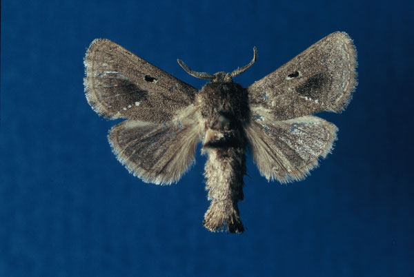/filer/webapps/moths/media/images/W/weinmanni_Metarbela_PTM_ZMHB.jpg