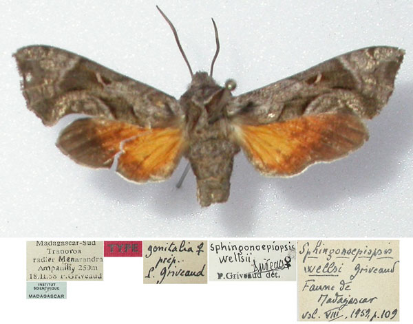 /filer/webapps/moths/media/images/W/wellsi_Sphingonaepiopsis_HT_MNHN.jpg