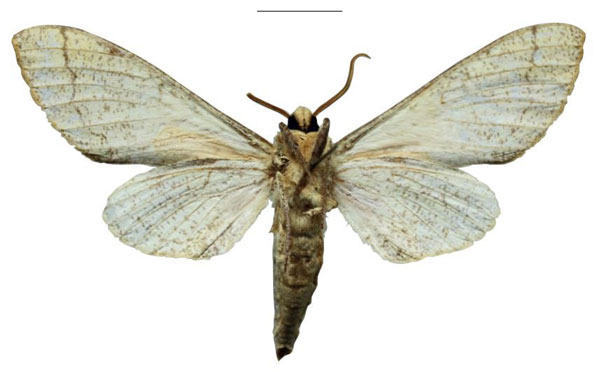 /filer/webapps/moths/media/images/W/weningeri_EMEM_HT_EMEMb.jpg