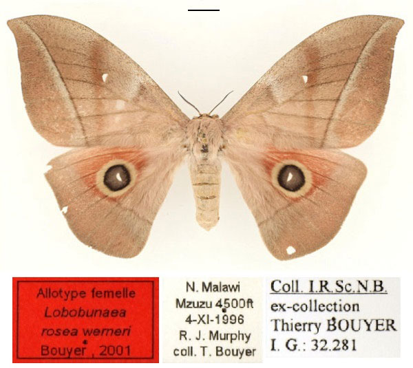 /filer/webapps/moths/media/images/W/werneri_Lobobunaea_AT_RBINSa.jpg