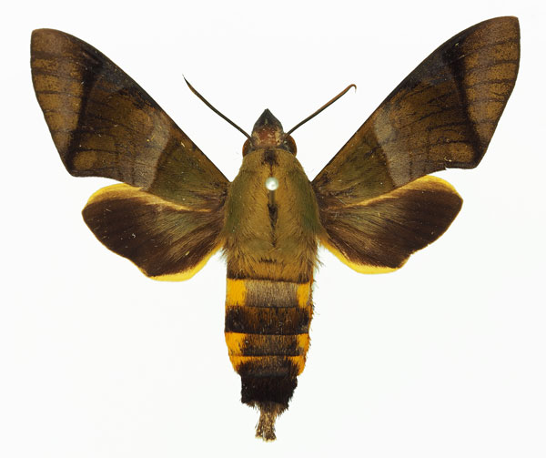 /filer/webapps/moths/media/images/W/westermannii_Atemnora_AF_Basquina.jpg