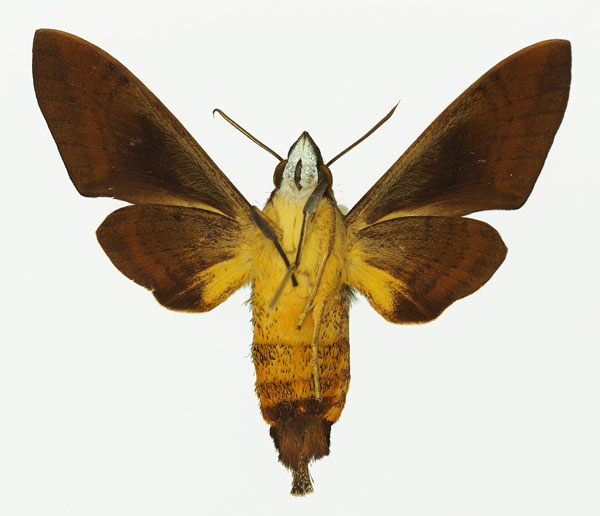 /filer/webapps/moths/media/images/W/westermannii_Atemnora_AF_Basquinb.jpg