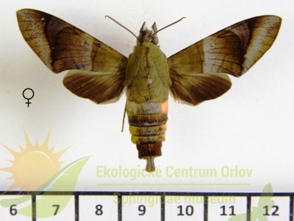 /filer/webapps/moths/media/images/W/westermannii_Atemnora_AF_SMCR_02.jpg