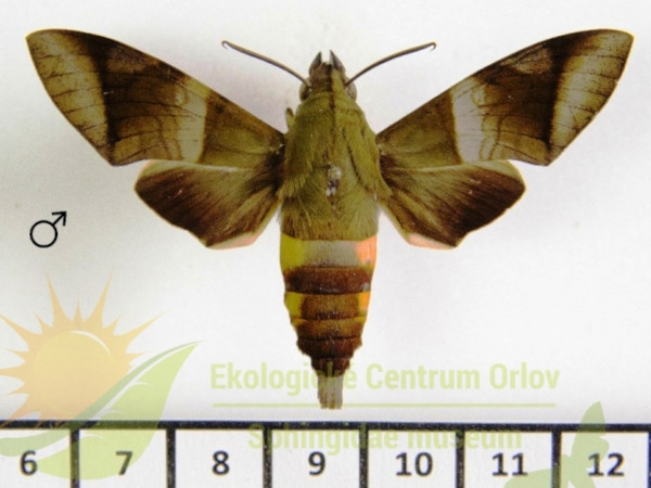 /filer/webapps/moths/media/images/W/westermannii_Atemnora_AM_SMCR_01.jpg