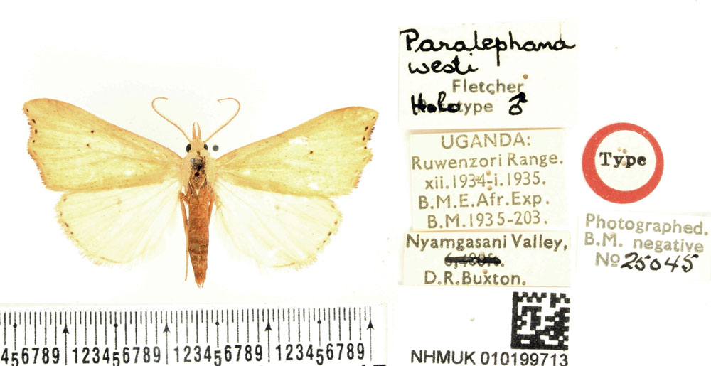 /filer/webapps/moths/media/images/W/westi_Paralephana_HT_BMNH.jpg