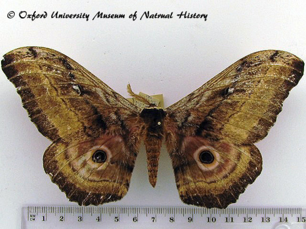 /filer/webapps/moths/media/images/W/westwoodi_Gynanisa_AM_OUMNH_01.jpg