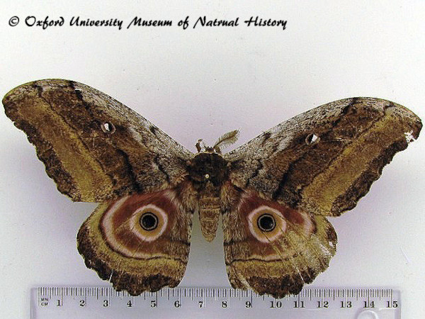 /filer/webapps/moths/media/images/W/westwoodi_Gynanisa_AM_OUMNH_02.jpg